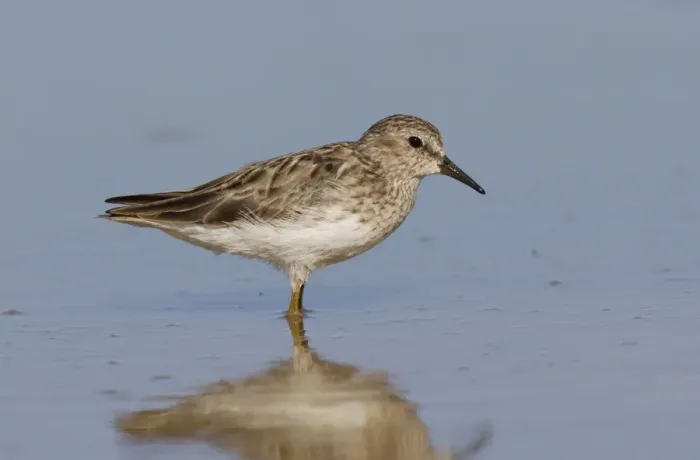 Framed Print : Least Sandpiper - Southeast Arizona in March - USA Framed Print : Least Sandpiper - Southeast Arizona in March - USA