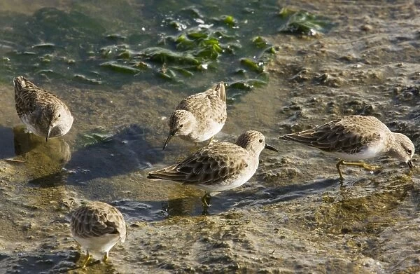 Least Sandpipers - feeding in mud as tide recedes, California
