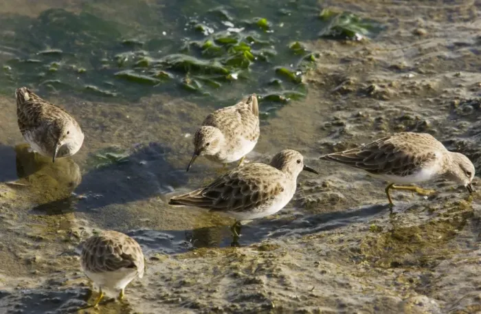 Framed Print : Least Sandpipers - feeding in mud as tide recedes, California Framed Print : Least Sandpipers - feeding in mud as tide recedes, California