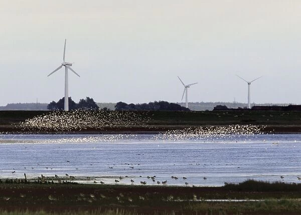 Sandpipers - flocks in flight with wind turbines in background in winter. Husum, North of Germany