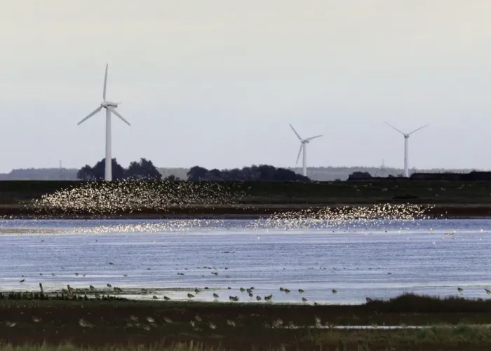 Framed Print : Sandpipers - flocks in flight with wind turbines in background in winter. Husum, North of Germany