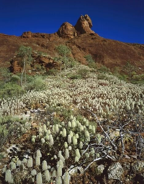 Sandstone formation with Green Pussytail - after unusual rains in February and April, MacDonnell Ranges, Northern Territory, Australia JPF51859
