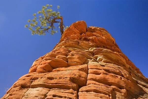 Sandstone and Pine Tree - a little pine tree is growing on top of an eroded sandstone formation in the shape of a beehive. One of the most famous landmarks in Zion - Checkerboard Mesa, Zion National Park, Utah, USA