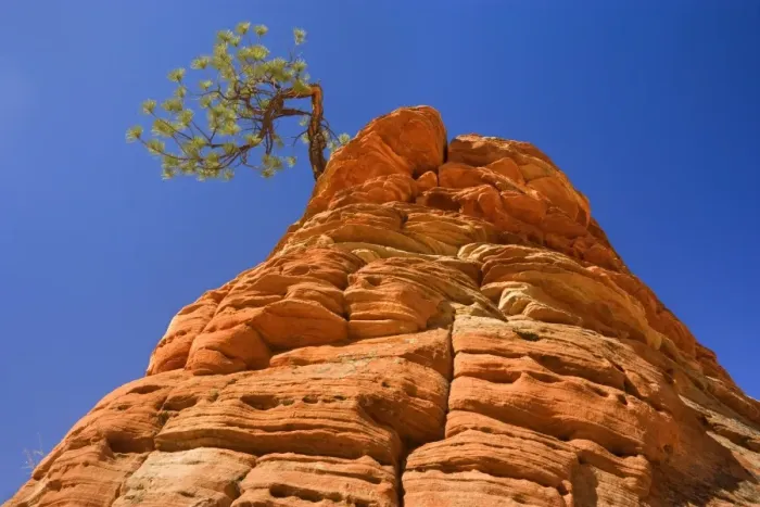 Framed Print : Sandstone and Pine Tree - a little pine tree is growing on top of an eroded sandstone formation in the shape of a beehive. One of the most famous landmarks in Zion - Checkerboard Mesa, Zion National Park, Utah, USA