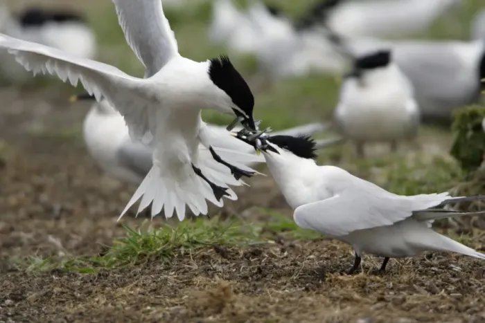 Framed Print : Sandwich Tern-2 birds fighting over sandeels, Farne Isles, Northumberland UK Framed Print : Sandwich Tern-2 birds fighting over sandeels, Farne Isles, Northumberland UK