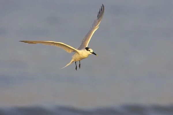 Sandwich Tern coming in to land. Estero Lagoon, florida, USA BI001718