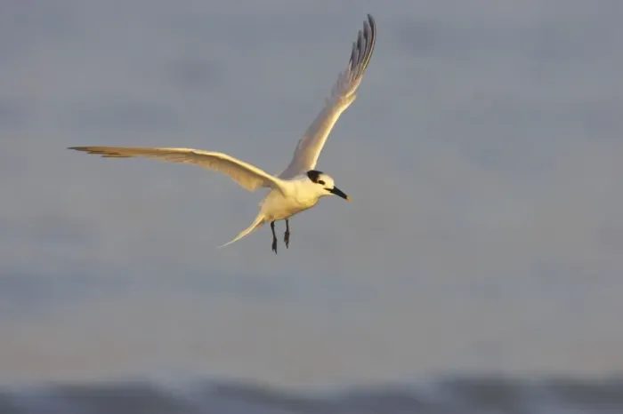 Framed Print : Sandwich Tern coming in to land. Estero Lagoon, florida, USA BI001718 Framed Print : Sandwich Tern coming in to land. Estero Lagoon, florida, USA BI001718