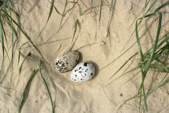 Framed Print : Sandwich Tern - eggs - Norfolk UK Framed Print : Sandwich Tern - eggs - Norfolk UK
