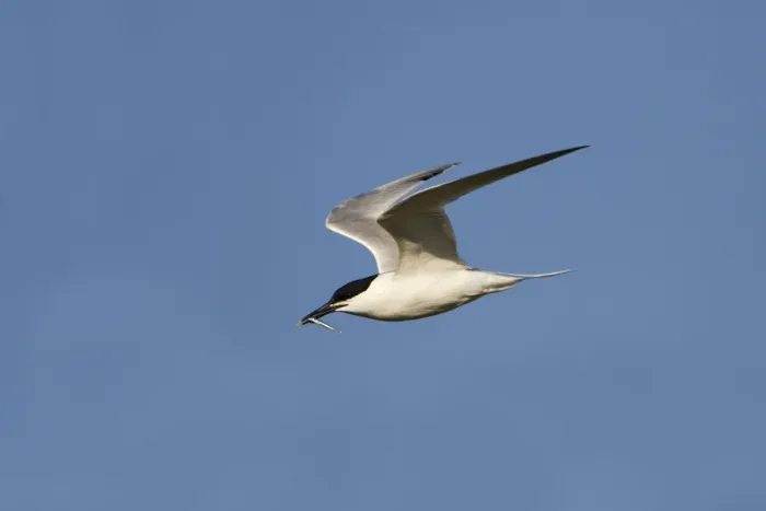 Framed Print : Sandwich Tern - in flight - carrying a fish in mouth Framed Print : Sandwich Tern - in flight - carrying a fish in mouth