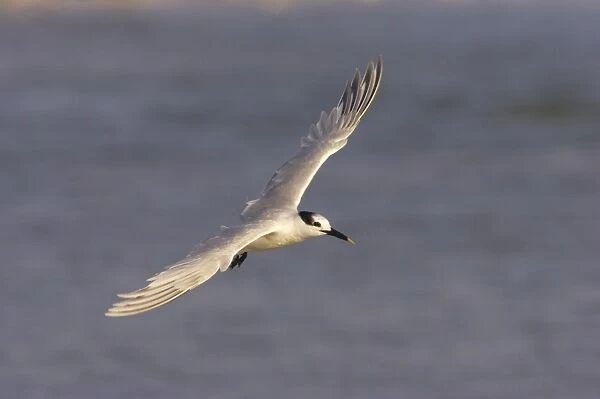 Sandwich Tern in flight. Estero Lagoon, florida, USA BI001727