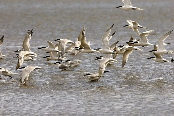 Sandwich Tern - Flock in flight - Camargue - France