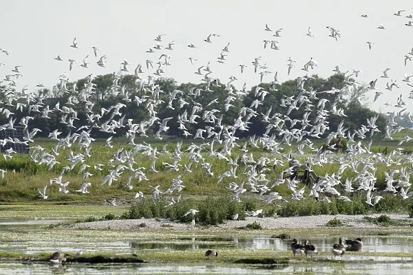 Sandwich Tern - flock flying over nesting colony, Island of Texel, Holland