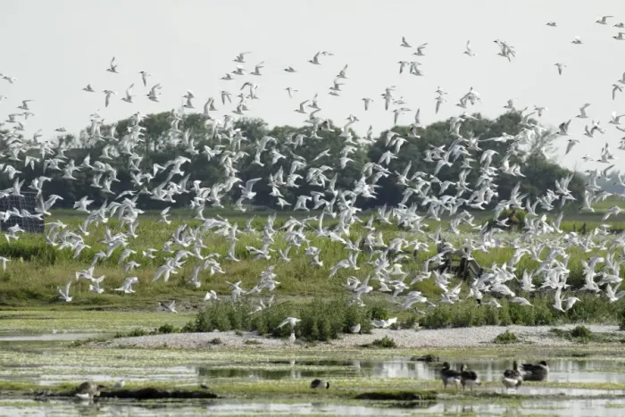 Framed Print : Sandwich Tern - flock flying over nesting colony, Island of Texel, Holland Framed Print : Sandwich Tern - flock flying over nesting colony, Island of Texel, Holland