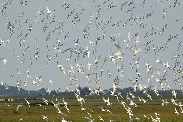 Sandwich Tern - flock flying over nesting colony, Island of Texel, Holland