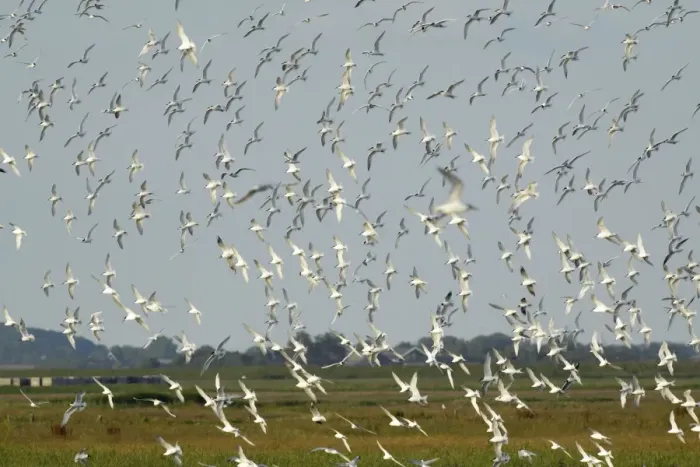 Framed Print : Sandwich Tern - flock flying over nesting colony, Island of Texel, Holland