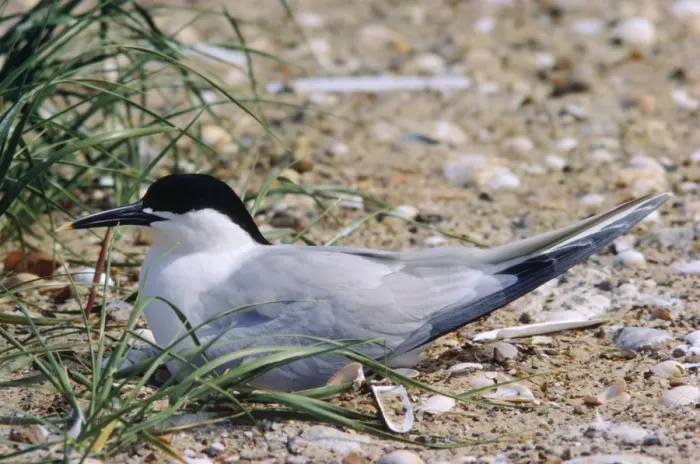 Framed Print : Sandwich Tern - at nest Framed Print : Sandwich Tern - at nest