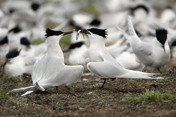 Sandwich Tern-pair courtship displaying, Farne Isles, Northumberland UK