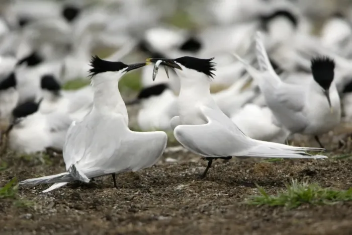 Framed Print : Sandwich Tern-pair courtship displaying, Farne Isles, Northumberland UK Framed Print : Sandwich Tern-pair courtship displaying, Farne Isles, Northumberland UK