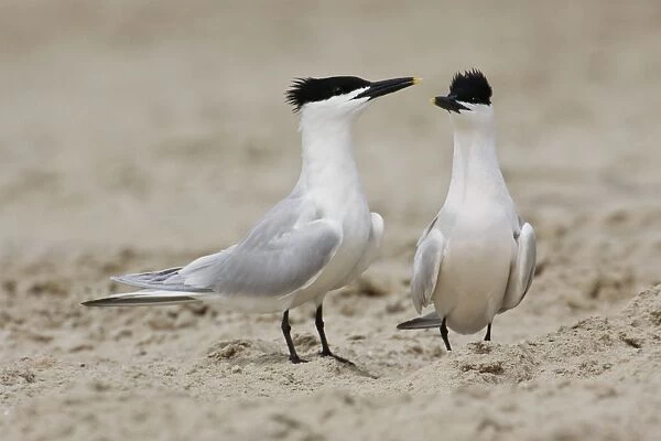 Sandwich Tern - Pair in courtship. Texas in April