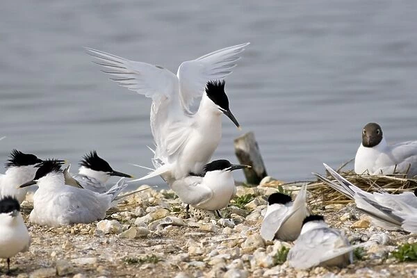 Sandwich Tern - Pair mating. Dorset, England, UK