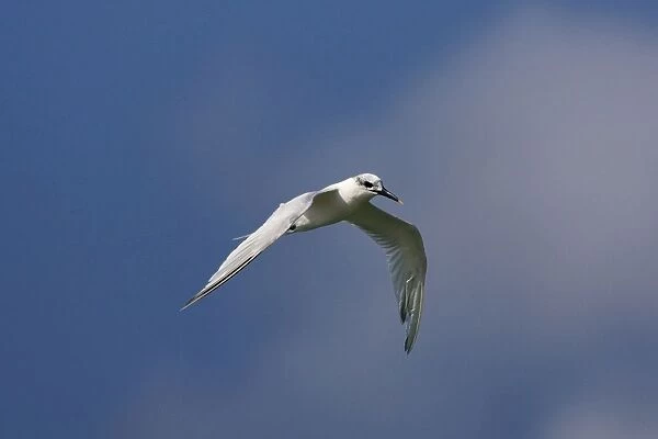 Sandwich Tern - winter plumage - in flight - Tarifa Spain