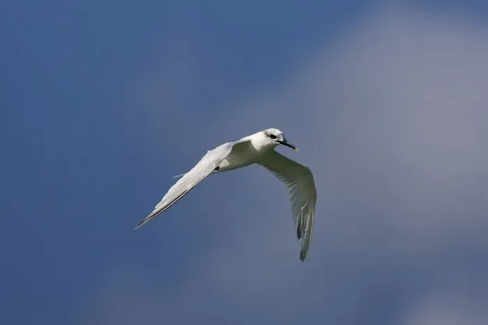 Framed Print : Sandwich Tern - winter plumage - in flight - Tarifa Spain Framed Print : Sandwich Tern - winter plumage - in flight - Tarifa Spain