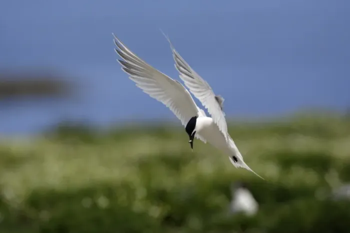 Framed Print : Sandwich Tern-with fish in beak, about to land, Farne Isles, Northumberland UK Framed Print : Sandwich Tern-with fish in beak, about to land, Farne Isles, Northumberland UK