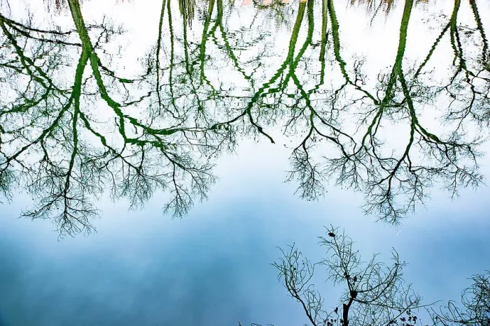 Framed Print : Santa Fe, New Mexico, USA. Old oak tree branches in water Date: 21-01-2020 Framed Print : Santa Fe, New Mexico, USA. Old oak tree branches in water Date: 21-01-2020