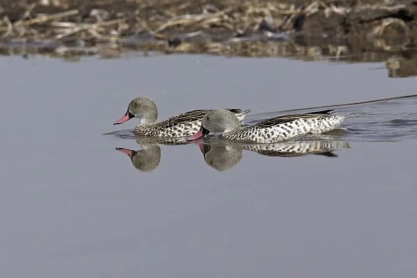 Sarcelle du Cap. WAT-9156. Cape Teal - two on water
