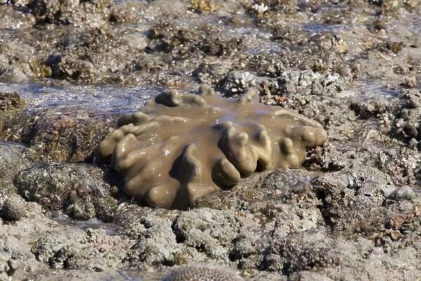 Sarcophyton species - One of the soft corals. On Montgomery Reef, Kimberley coast, Western Australia