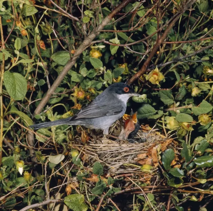 Framed Print : Sardinian Warbler - female at nest feeding young Framed Print : Sardinian Warbler - female at nest feeding young