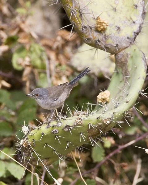 Sardinian Warbler - female perched on Prickly Pear - Tarifa Spain - September