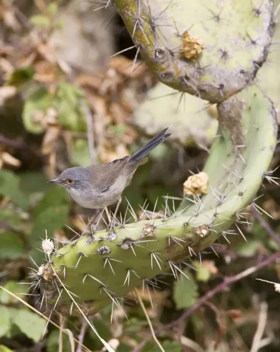 Framed Print : Sardinian Warbler - female perched on Prickly Pear - Tarifa Spain - September Framed Print : Sardinian Warbler - female perched on Prickly Pear - Tarifa Spain - September