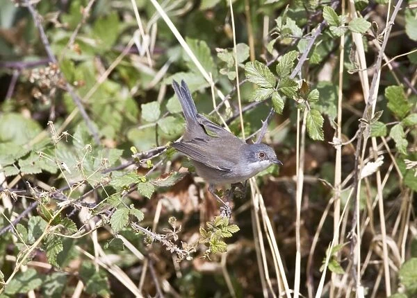 Sardinian Warbler - female - Tarifa Spain - September