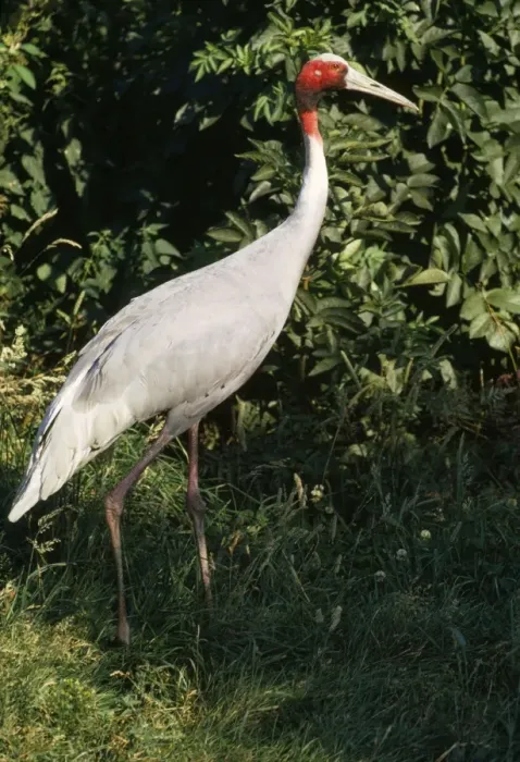 Framed Print : Sarus Crane Framed Print : Sarus Crane