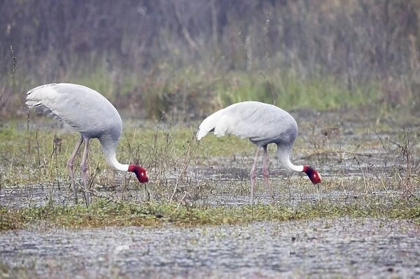 Sarus Crane - feeding in marsh - Keoladeo Ghana National Park - Bharatpur - Rajasthan - India BI018262