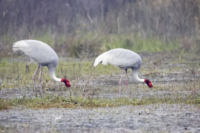 Framed Print : Sarus Crane - feeding in marsh - Keoladeo Ghana National Park - Bharatpur - Rajasthan - India BI018262 Framed Print : Sarus Crane - feeding in marsh - Keoladeo Ghana National Park - Bharatpur - Rajasthan - India BI018262