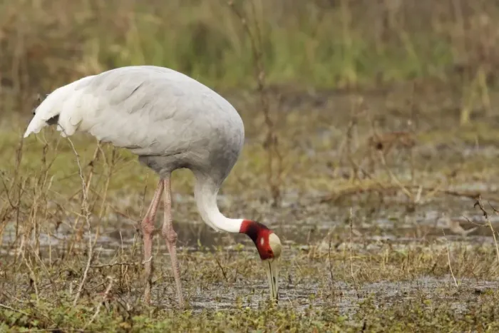 Framed Print : Sarus Crane - feeding in marsh - Keoladeo Ghana National Park - Bharatpur - Rajasthan - India BI018273 Framed Print : Sarus Crane - feeding in marsh - Keoladeo Ghana National Park - Bharatpur - Rajasthan - India BI018273