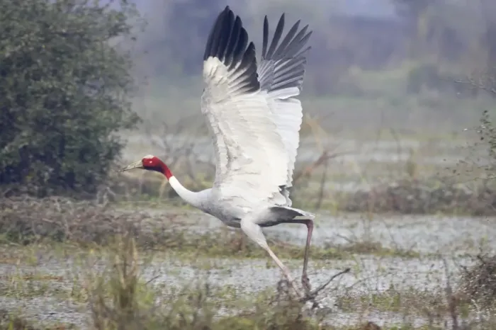 Framed Print : Sarus Crane - in flight taking off - Keoladeo Ghana National Park - Bharatpur - Rajasthan - India BI018280 Framed Print : Sarus Crane - in flight taking off - Keoladeo Ghana National Park - Bharatpur - Rajasthan - India BI018280