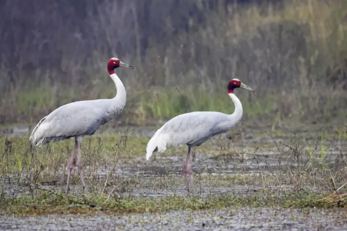Framed Print : Sarus Crane - pair in marsh - Keoladeo Ghana National Park - Bharatpur - Rajasthan - India BI018263 Framed Print : Sarus Crane - pair in marsh - Keoladeo Ghana National Park - Bharatpur - Rajasthan - India BI018263