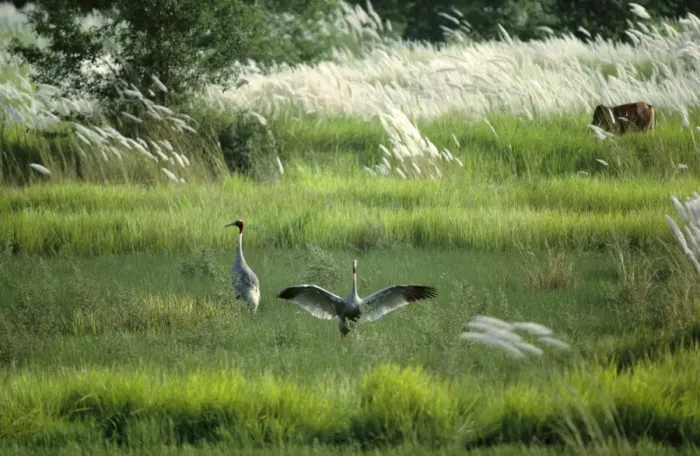 Framed Print : Sarus Crane - pair in wetland habitat (Indian population)