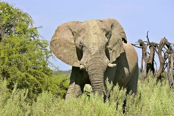 SAS-15. African Elephant. front view of a male bull in the savanna after a mud bath