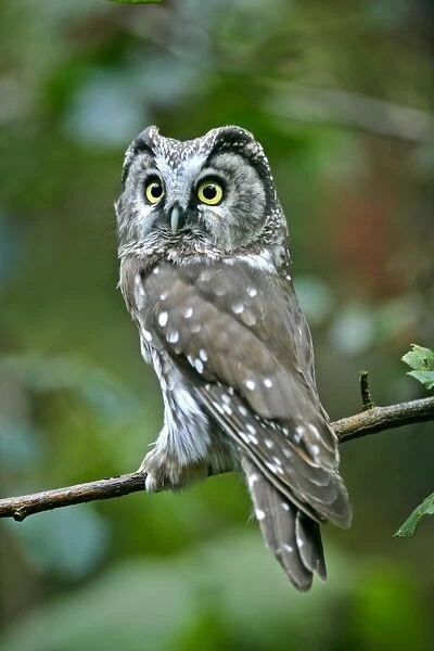 SAS-155. Boreal Owl. sitting on branch in forest. Bavaria, Germany