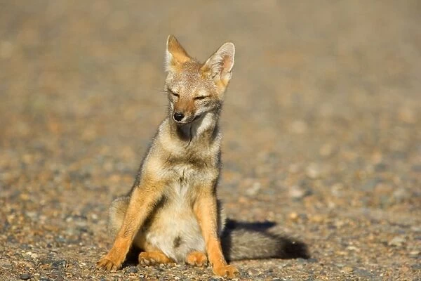 SAS-2232. Patagonian young fox sitting in the pampa resting