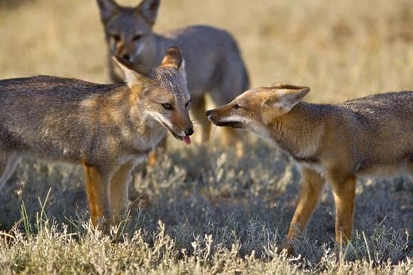 SAS-2235. Three young Patagonian foxes playing with each other in the pampa