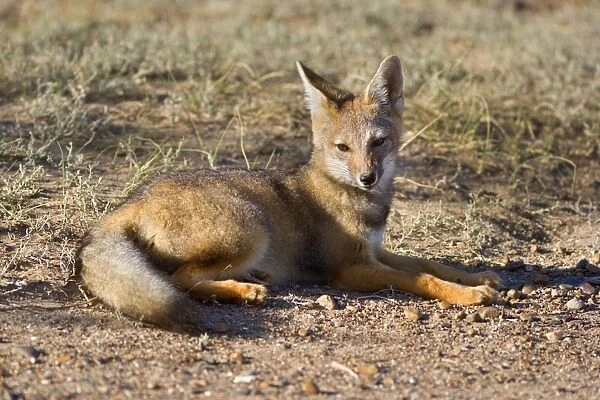 SAS-2236. Patagonian young fox lying in the pampa resting