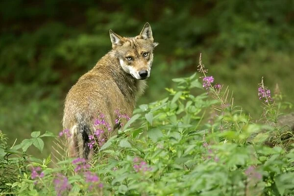 SAS-352. Wolf. adult wolf standing on forest clearing amidst stand of fireweed