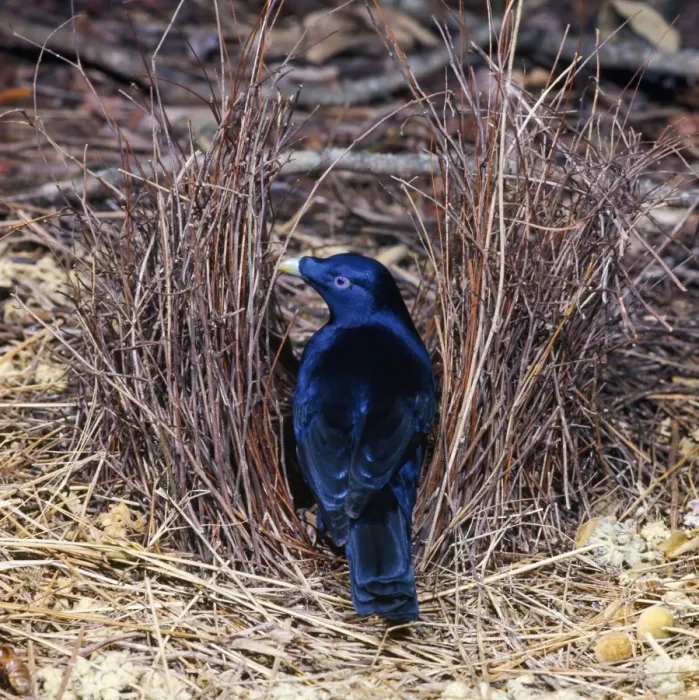 Framed Print : Satin Bowerbird - in bower Framed Print : Satin Bowerbird - in bower