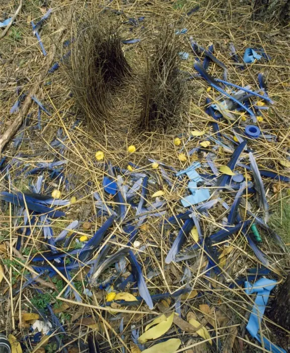 Framed Print : Satin Bowerbird East Australia Framed Print : Satin Bowerbird East Australia