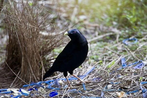 Satin Bowerbird - male adult stands in front of its beautiful decorated Bower. This one seems to have a penchant for blue, because it collected all kind of objects with a brightly blue colour - Lamington National Park